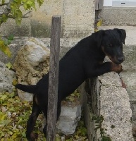 De La Vallee De L'Ource - Terrier de chasse allemand - Portée née le 11/08/2015